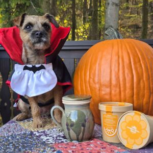 Drakutya kedvencei halloweeni csomag: vámpírjelmezes kutya nagy tökkel, zöld absztrakt bögrével és két doboz csipkebogyóteával